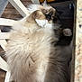 Ruby is registered to the contest to win money with this photo: cat, fluffy, fur, white_chair, indoor, pet, relaxed, paw, looking_up, curious, brown_face, wood_floor, home, feline, cute, majestic, long_hair, whiskers, animal, cozy