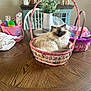 Ruby is registered to the contest to win money with this photo: cat, basket, wooden_table, indoor, plant, vase, easter_basket, furniture, decor, fluffy_cat, tabby_cat, houseplant, chair, kitchen, tabletop, domestic_cat, pet, relaxed, home, cozy