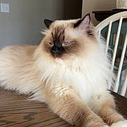 Ruby is registered to the contest to win money with this photo: cat, fluffy, blue_eyes, table, wooden_table, indoor, feline, relaxed, pet, animal, domestic_cat, long_hair, cream_color, brown_color, white_paws, ears, face, resting, home, chair