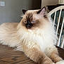 cat, fluffy, blue_eyes, table, wooden_table, indoor, feline, relaxed, pet, animal, domestic_cat, long_hair, cream_color, brown_color, white_paws, ears, face, resting, home, chair