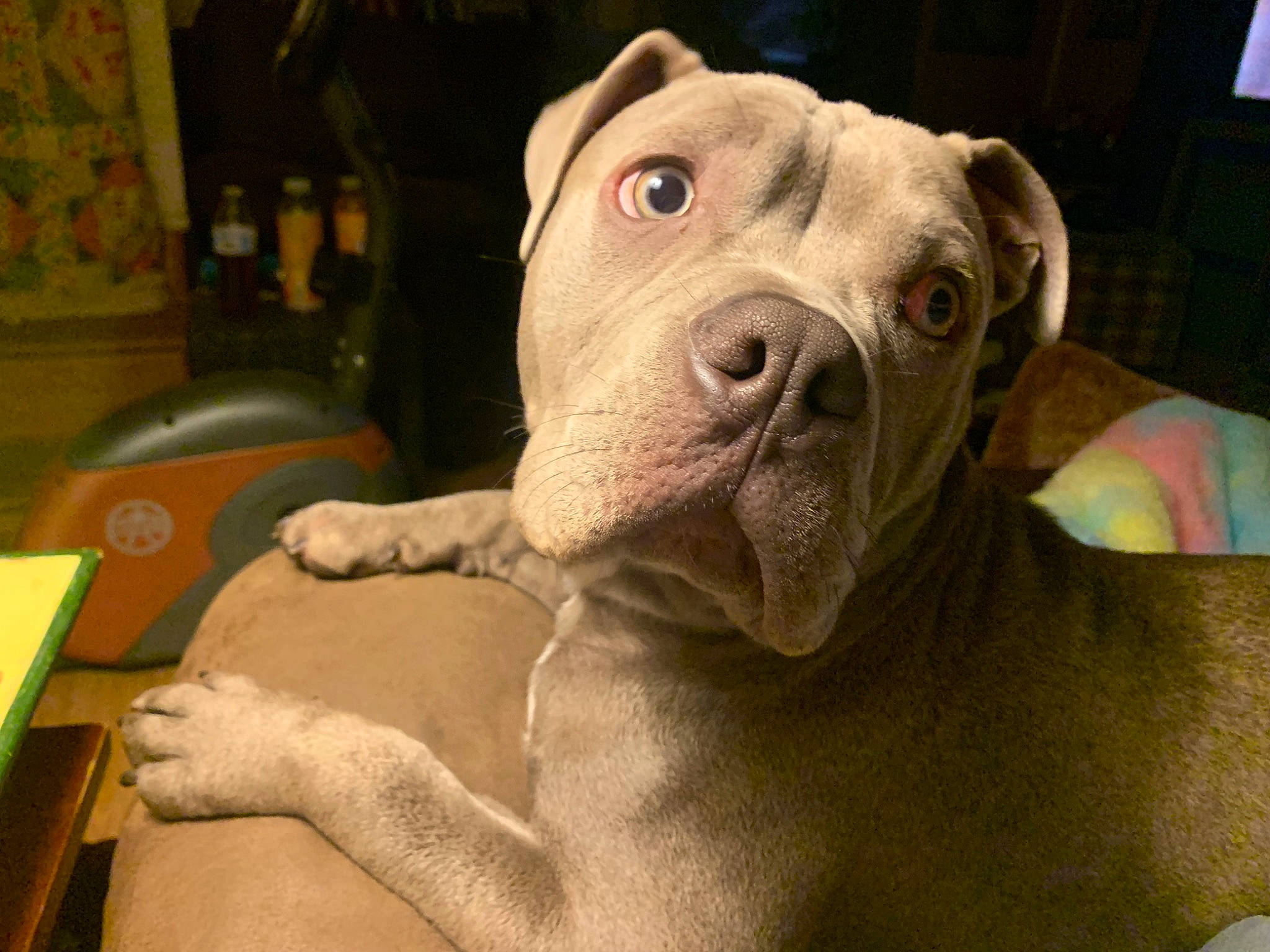 Fynn is registered to the contest to win money with this photo: canidae, carnivore, comfort, companion_dog, dog, dog_breed, fawn, jaw, liver, non_sporting_group, pet_supply, snout, sporting_group, terrestrial_animal, whiskers, working_animal, wrinkle