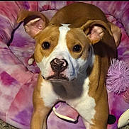 Moon joined the competition — help win amazing prizes! dog, puppy, brown_and_white, pit_bull, pet, animal, portrait, close_up, sitting, indoors, dog_bed, plush_bed, pink, purple, toy, fuzzy_toy, front_facing, alert, cute, home