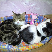 Guinness participe au concours pour gagner de l'argent avec cette photo : animal, black_and_white_cat, cat, cats, colorful_bed, cozy, curious_cat, cute, domestic_cat, feline, indoor, pet_bed, pets, pink_toy, relaxed, resting, sleeping_cat, striped_cat, stuffed_toy, tile_floor