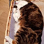 Guinness participe au concours pour gagner de l'argent avec cette photo : animal, basket, blanket, cat, cozy, cute, domestic_animal, feline, fur, house_pet, indoor, pet, relaxed, resting, scratching_post, sleeping, tabby, white_paws, wicker, wooden_floor