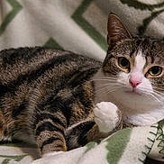 Chouquette a rejoint le concours — aidez-le/la à gagner de superbes lots ! cat, tabby_cat, pet, animal, feline, cute, whiskers, fur, indoor, blanket, resting, relaxed, paw, eyes, nose, pattern, cozy, comfort, mammal, closeup