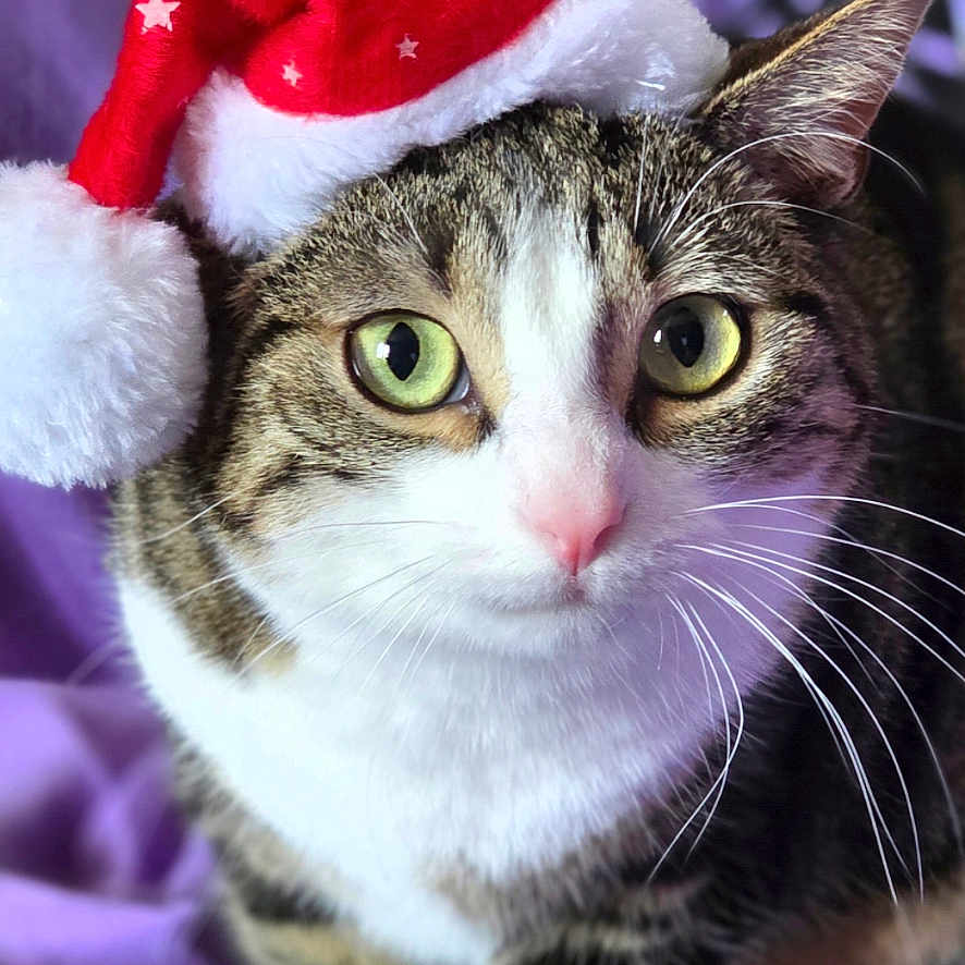 Chouquette a rejoint le concours — aidez-le/la à gagner de superbes lots ! animal, cat, christmas, close_up, cozy, curious, cute, feline, festive, fur, green_eyes, holiday, indoor, pet, portrait, purple_blanket, santa_hat, tabby_cat, whiskers, white_paws