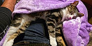 Chouquette a rejoint le concours — aidez-le/la à gagner de superbes lots ! animal, blanket, cat, clothing, comfort, cozy, feline, fur, home, human_lap, indoor, paw, pet, purple, relaxation, resting, sleeping, tabby, whiskers, zipped_jacket