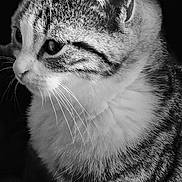 Chouquette participe au concours pour gagner de l'argent avec cette photo : animal, black_and_white, cat, close_up, cute, domestic_cat, ears, face, feline, fur, indoor, looking_away, mammal, pet, portrait, side_view, soft_fur, striped, tabby, whiskers