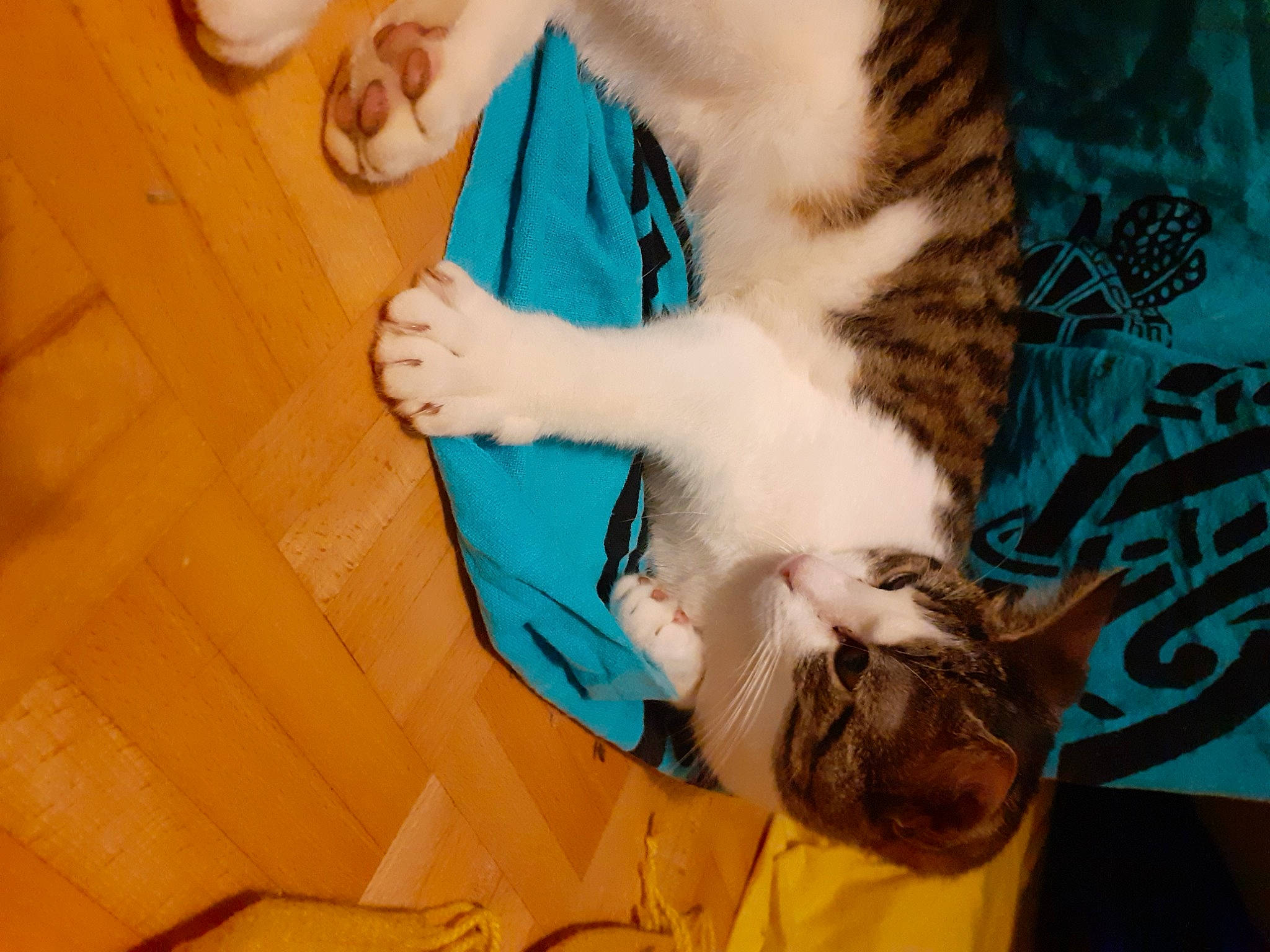 Ilhi a rejoint le concours — aidez-le/la à gagner de superbes lots ! carnivore, cat, european_shorthair, fawn, felidae, small_to_medium_sized_cats, tail, whiskers