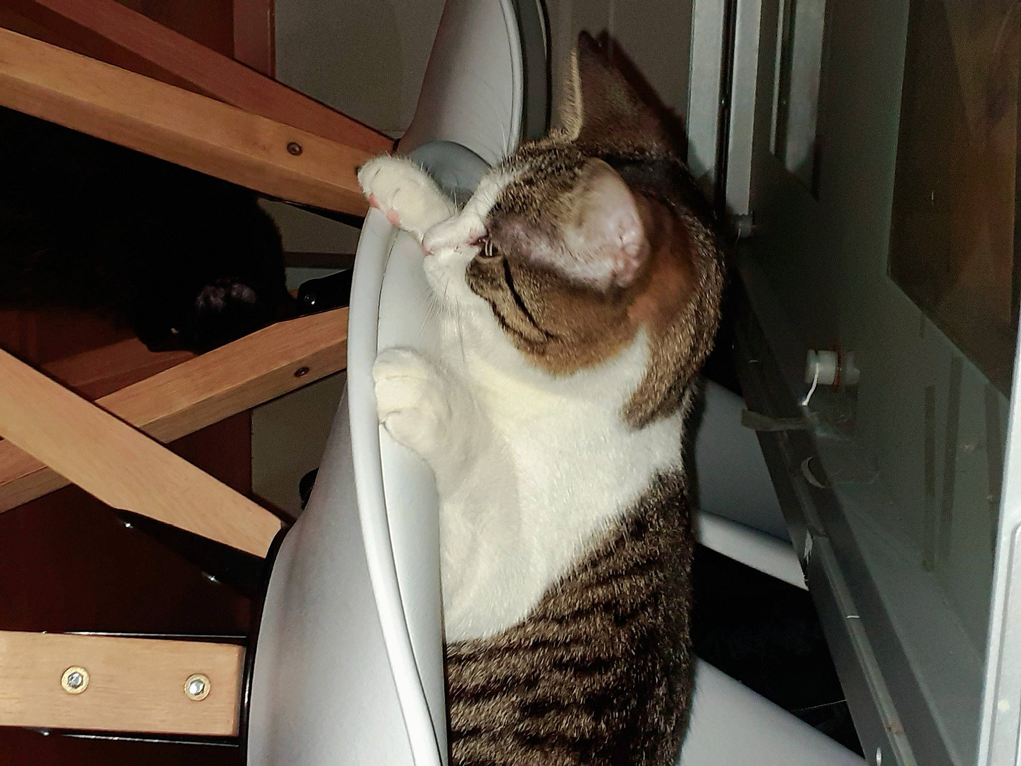 Ilhi a rejoint le concours — aidez-le/la à gagner de superbes lots ! carnivore, cat, fawn, felidae, ocicat, small_to_medium_sized_cats, whiskers