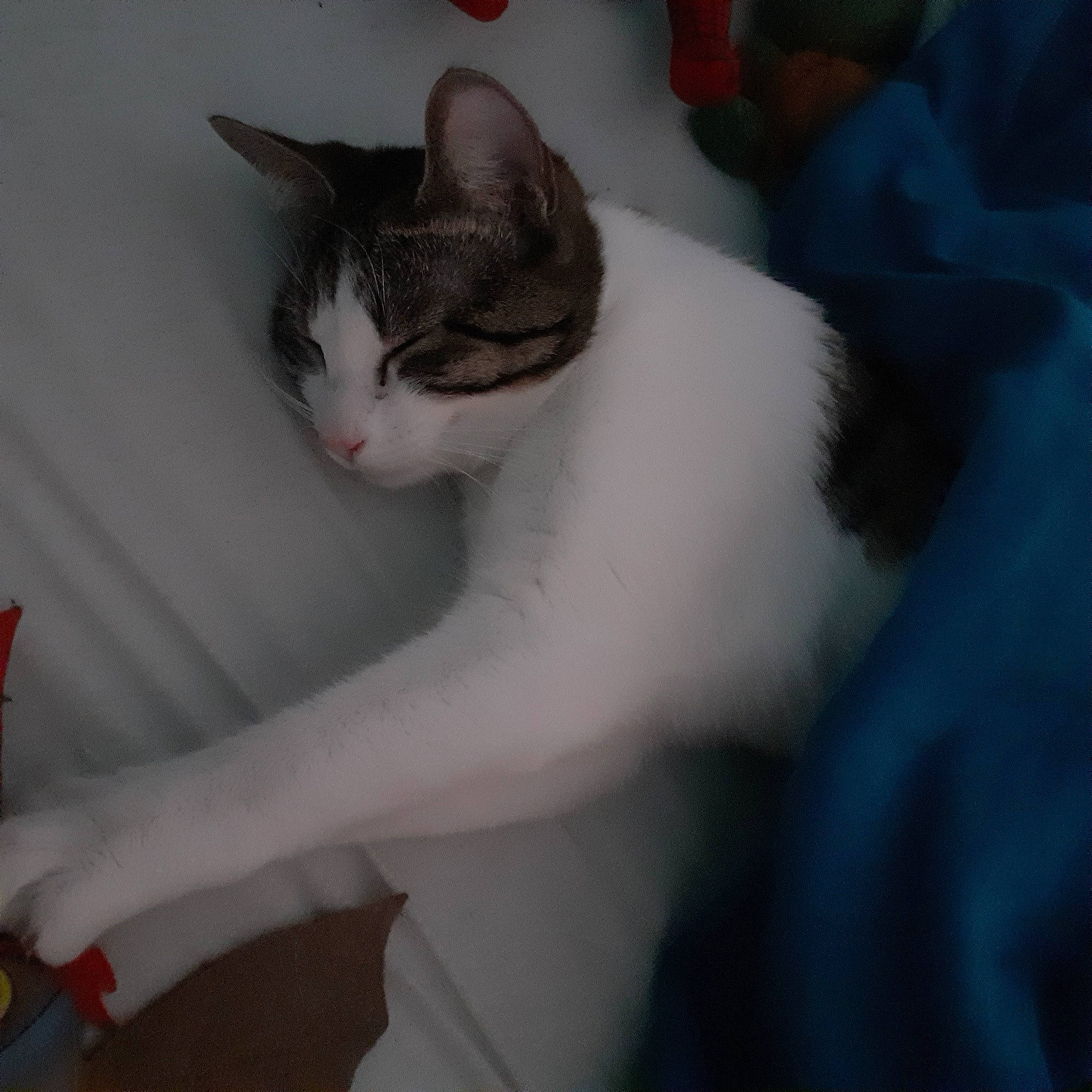 Ilhi a rejoint le concours — aidez-le/la à gagner de superbes lots ! aegean_cat, american_wirehair, asian, carnivore, cat, domestic_short_haired_cat, felidae, japanese_bobtail, kitten, paw, polydactyl_cat, small_to_medium_sized_cats, snout, tail, whiskers