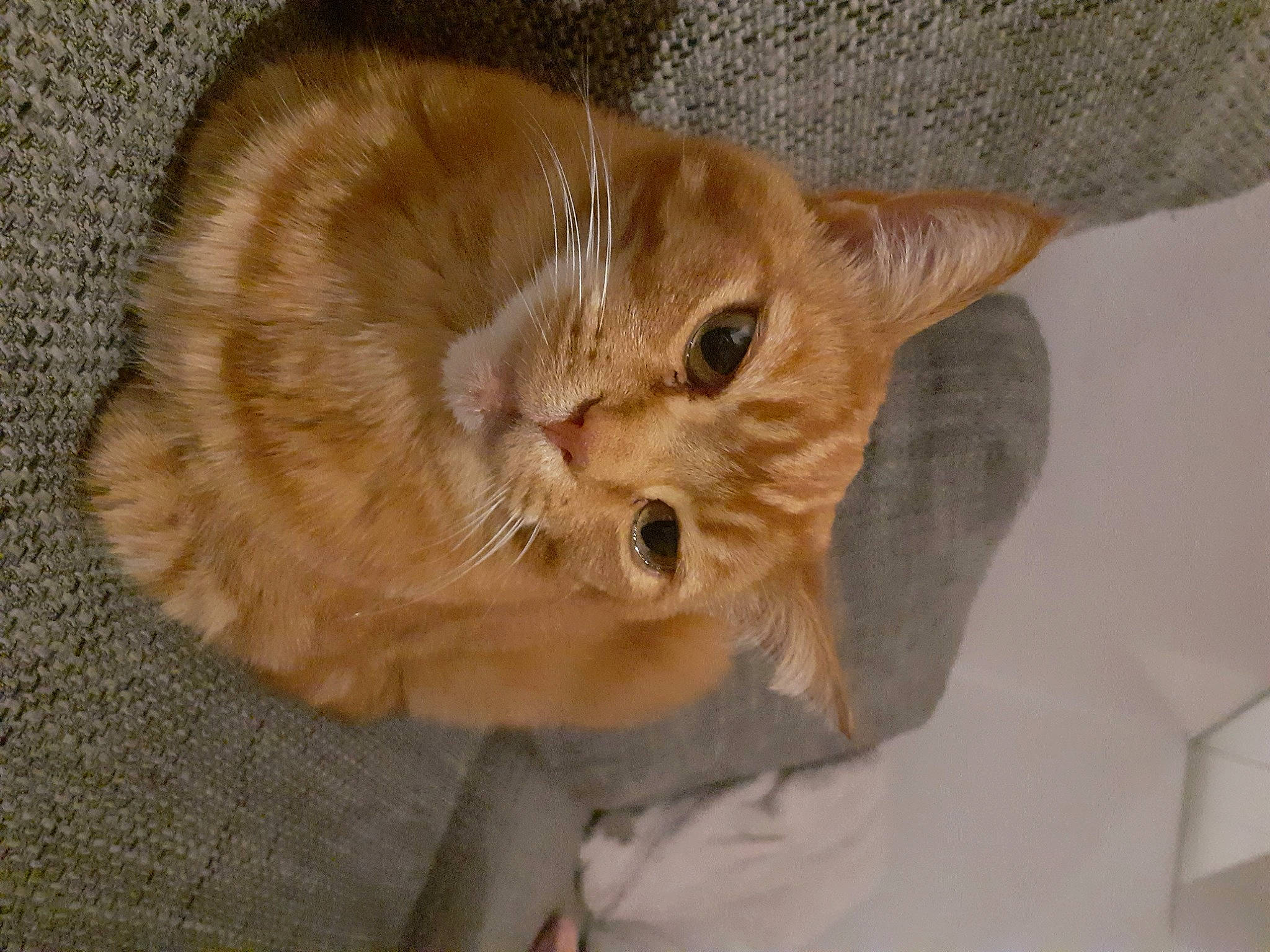 Rouquine a rejoint le concours — aidez-le/la à gagner de superbes lots ! asian, australian_mist, carnivore, cat, domestic_short_haired_cat, ear, european_shorthair, fawn, felidae, fur, german_rex, kitten, mammal, munchkin, small_to_medium_sized_cats, snout, somali, tabby_cat, whiskers