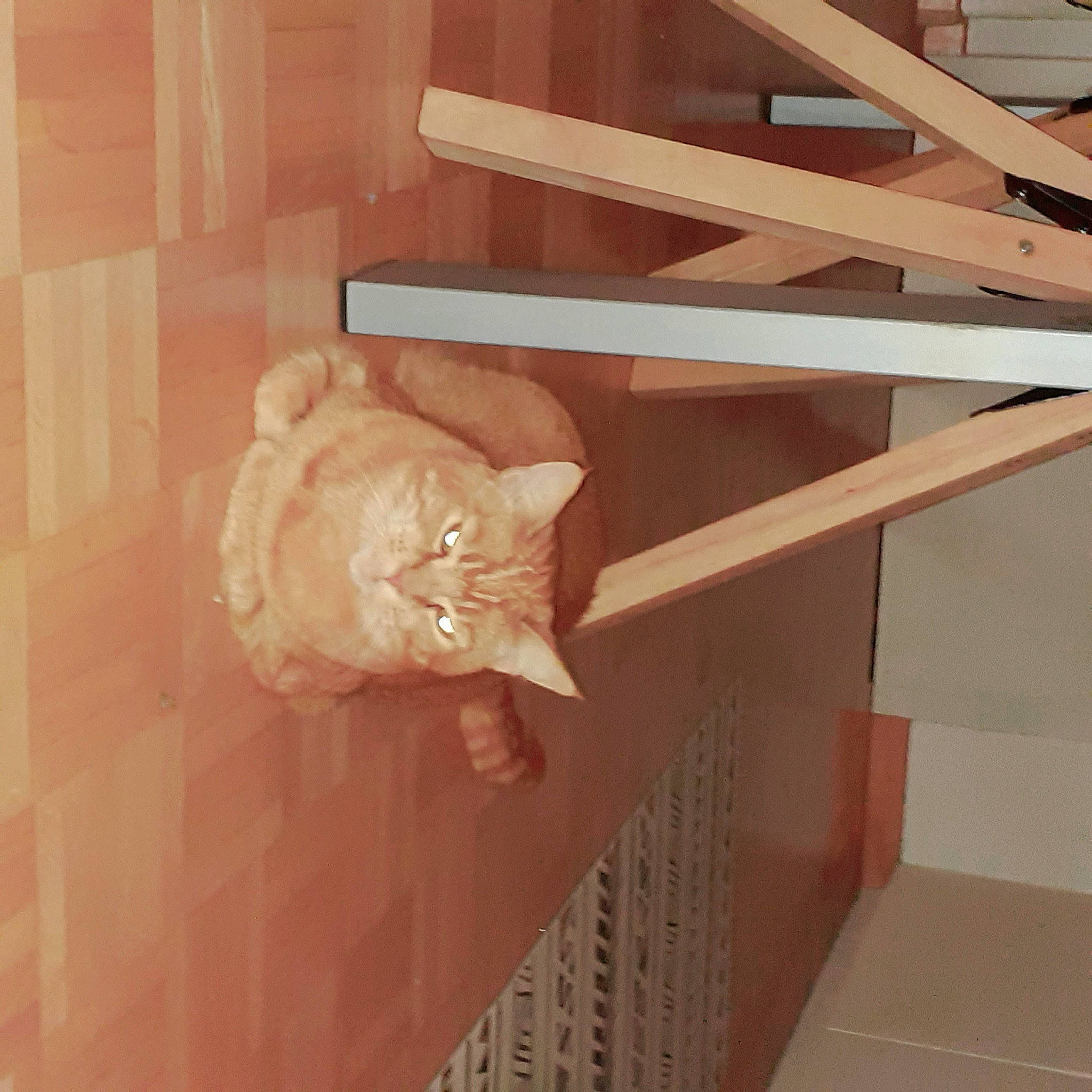 Rouquine participe au concours pour gagner de l'argent avec cette photo : cat, ceiling, plaster, room, stairs