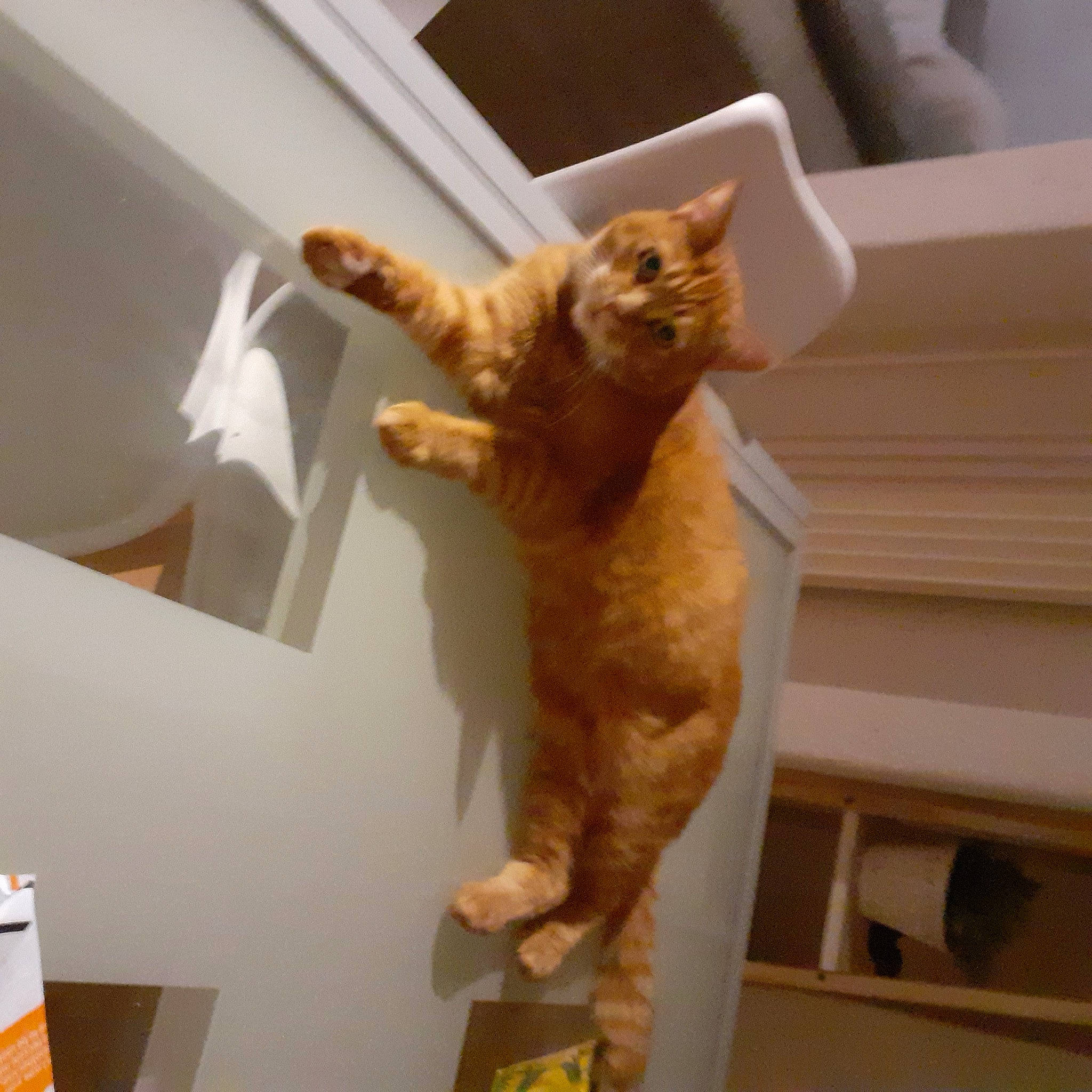 Rouquine a rejoint le concours — aidez-le/la à gagner de superbes lots ! carnivore, cat, domestic_short_haired_cat, european_shorthair, fawn, felidae, fur, ocicat, room, small_to_medium_sized_cats, somali, tabby_cat, tail, whiskers