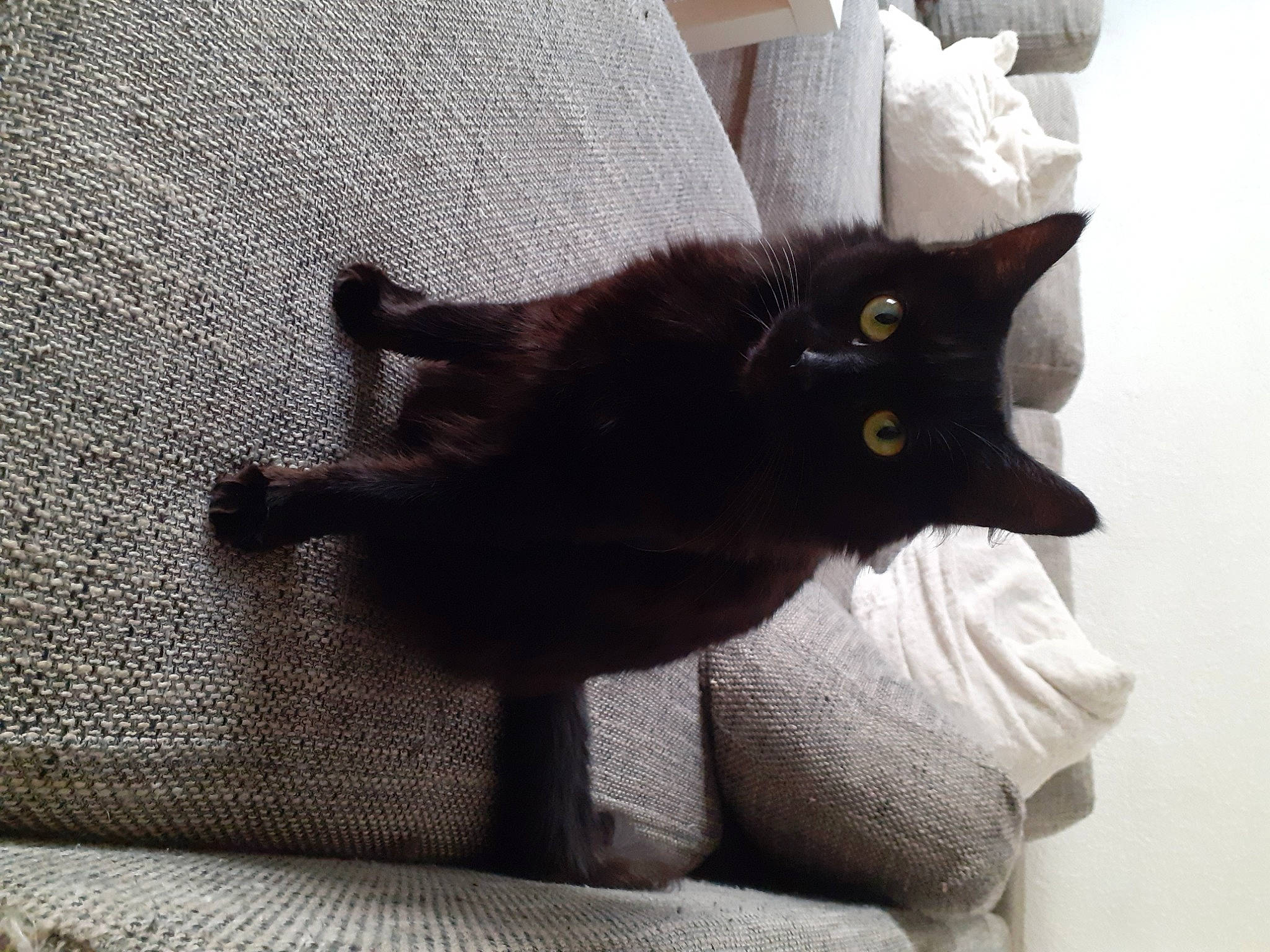 Tchoupi a rejoint le concours — aidez-le/la à gagner de superbes lots ! black_cat, bombay, burmese, carnivore, cat, chartreux, domestic_short_haired_cat, ear, felidae, fur, havana_brown, kitten, korat, nebelung, room, russian_blue, small_to_medium_sized_cats, tail, whiskers