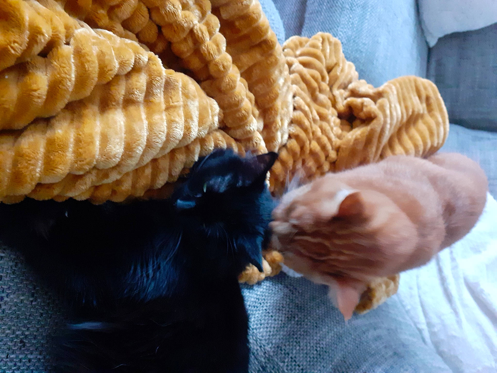 Tchoupi participe au concours pour gagner de l'argent avec cette photo : bungeoppang, cat, cuisine, fawn, felidae, food, non_sporting_group, small_to_medium_sized_cats