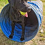 Bobby joined the competition — help win amazing prizes! dog, black_dog, tennis_ball, agility_tunnel, outdoor, grass, playful, pet, animal, canine, tongue_out, sunny_day, fence, nature, park, happy, active, mouth, ears, field