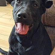 Bobby is registered to the contest to win money with this photo: dog, black_dog, pet, indoor, hat, blue_hat, paw_print, tongue_out, happy, sitting, floor, rug, leather_couch, ears, closeup, animal, canine, companion, domestic_animal, friendly