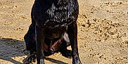 Bobby joined the competition — help win amazing prizes! dog, black_labrador, beach, sand, wet, tongue_out, sunny, people, cliffs, water, ocean, sky, clouds, summer, holiday, outdoor, pet, animal, happy, playful