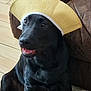 Bobby joined the competition — help win amazing prizes! dog, black_dog, pet, indoor, carpet, couch, leather, floor, yellow_hat, sun_visor, sitting, animal, cute, funny_hat, expression, mouth_open, fur, ears, eyes, house