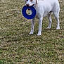 dog, white_dog, grass, outdoor, pet, animal, toy, blue_ring, playful, standing, canine, nature, field, summer, daylight, happy, muzzle, ears, legs, fur