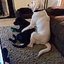 Bruno is registered to the contest to win money with this photo: dog, white_dog, black_dog, carpet, living_room, couch, dog_bed, toy, paw, floor, indoor, pet, animal, resting, side_view, furniture, home, relaxed, canine, companion