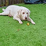 Bruno joined the competition — help win amazing prizes! dog, white_dog, grass, lawn, fence, outdoor, pet, canine, yard, animal, resting, laying_down, greenery, nature, wood, tarp, quiet, calm, domestic_animal, summer