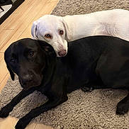 Bruno is registered to the contest to win money with this photo: dog, black_dog, white_dog, pet, animal, lying_down, floor, rug, indoor, cozy, friendship, companion, cute, domestic, resting, fur, canine, two_animals, house, wood_floor