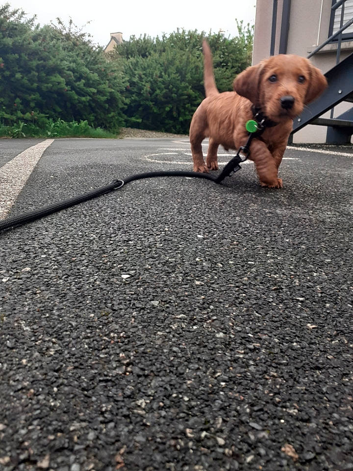 Rio a rejoint le concours — aidez-le/la à gagner de superbes lots ! asphalt, canidae, carnivore, dachshund, dog, dog_breed, dog_walking, fawn, leash, mammal, road_surface, snout, sporting_group