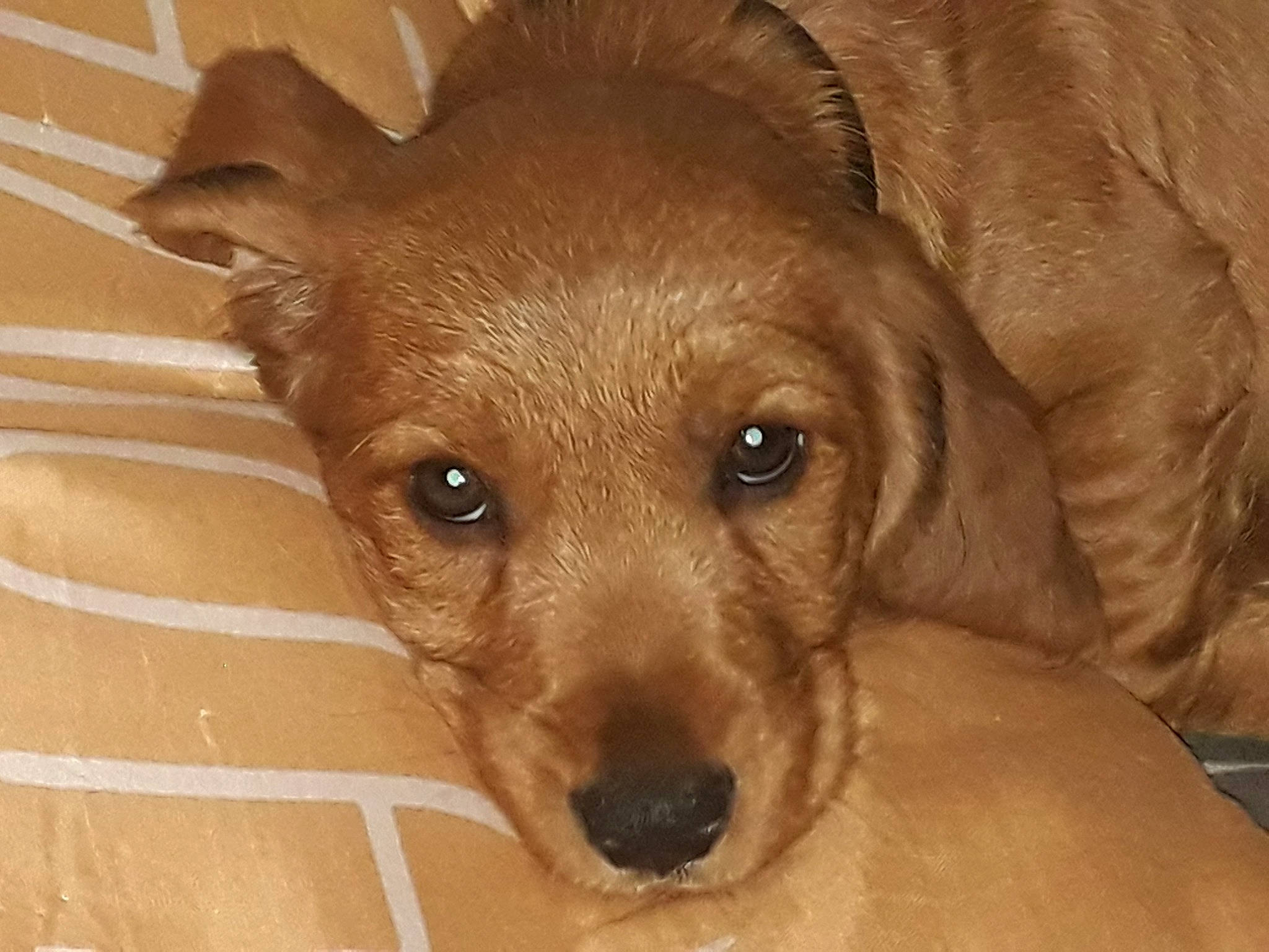 Rio participe au concours pour gagner de l'argent avec cette photo : canidae, caramel_color, carnivore, companion_dog, dog, dog_breed, fawn, mammal, puppy, rare_breed_dog, snout, sporting_group, street_dog, vertebrate, whiskers