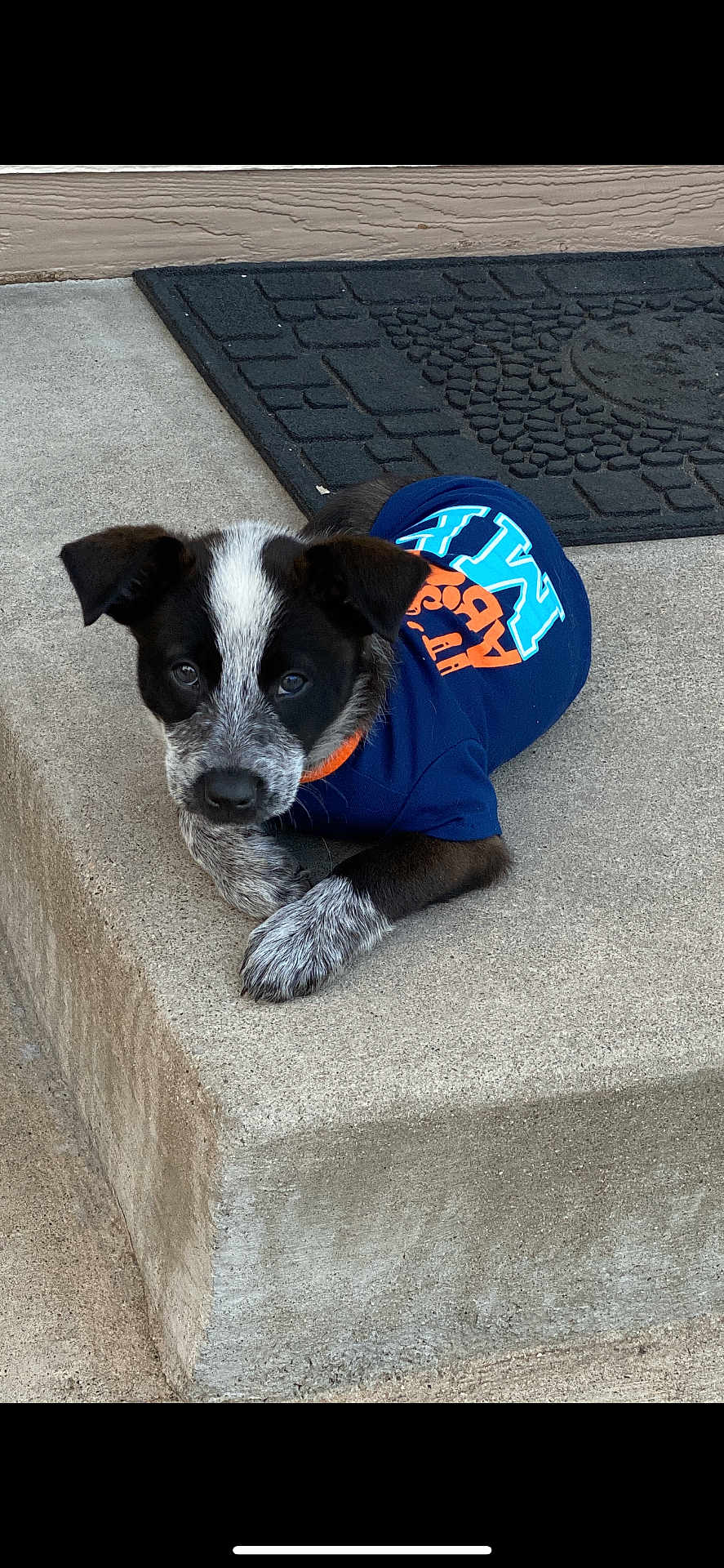 Macho joined the competition — help win amazing prizes! puppy, dog, animal, pet, concrete, step, blue_shirt, black_and_white, speckled, cute, laying_down, outdoor, doormat, curious, young, collar, small, ears, fur, sidewalk