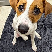 Alya a rejoint le concours — aidez-le/la à gagner de superbes lots ! dog, puppy, close_up, brown_and_white, cute, pet, indoor, floor, rug, curious, sitting, animal, canine, big_eyes, nose, ears, whiskers, fur, looking_up, heart_shaped_mark