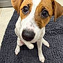 dog, puppy, close_up, brown_and_white, cute, pet, indoor, floor, rug, curious, sitting, animal, canine, big_eyes, nose, ears, whiskers, fur, looking_up, heart_shaped_mark