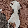 Atso a rejoint le concours — aidez-le/la à gagner de superbes lots ! cat, sleeping, blanket, cozy, fur, pet, relaxed, indoor, resting, cute, animal, white, brown, black, tabby, soft, comfort, paw, feline, lying_down