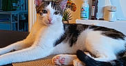Atso a rejoint le concours — aidez-le/la à gagner de superbes lots ! cat, indoor, relaxed, woven_mat, plant, household_items, fur, pink_paw, table, curled_tail, white_fur, tabby_markings, ears, eyes, nose, mouth, background, light, shadow, cozy