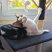 Atso participe au concours pour gagner de l'argent avec cette photo : cat, window, scratching_post, toy, indoor, pet, feline, curious, stretching, sunlight, fur, whiskers, claws, perch, relaxed, domestic, playful, animal, house, cozy