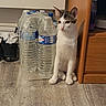 Atso a rejoint le concours — aidez-le/la à gagner de superbes lots ! cat, water_bottles, plastic_pack, wooden_floor, shoe, socks, furniture, cabinet, indoor, pet, animal, curious, white_cat, tabby_cat, flooring, side_view, domestic, young_cat, still_life, household