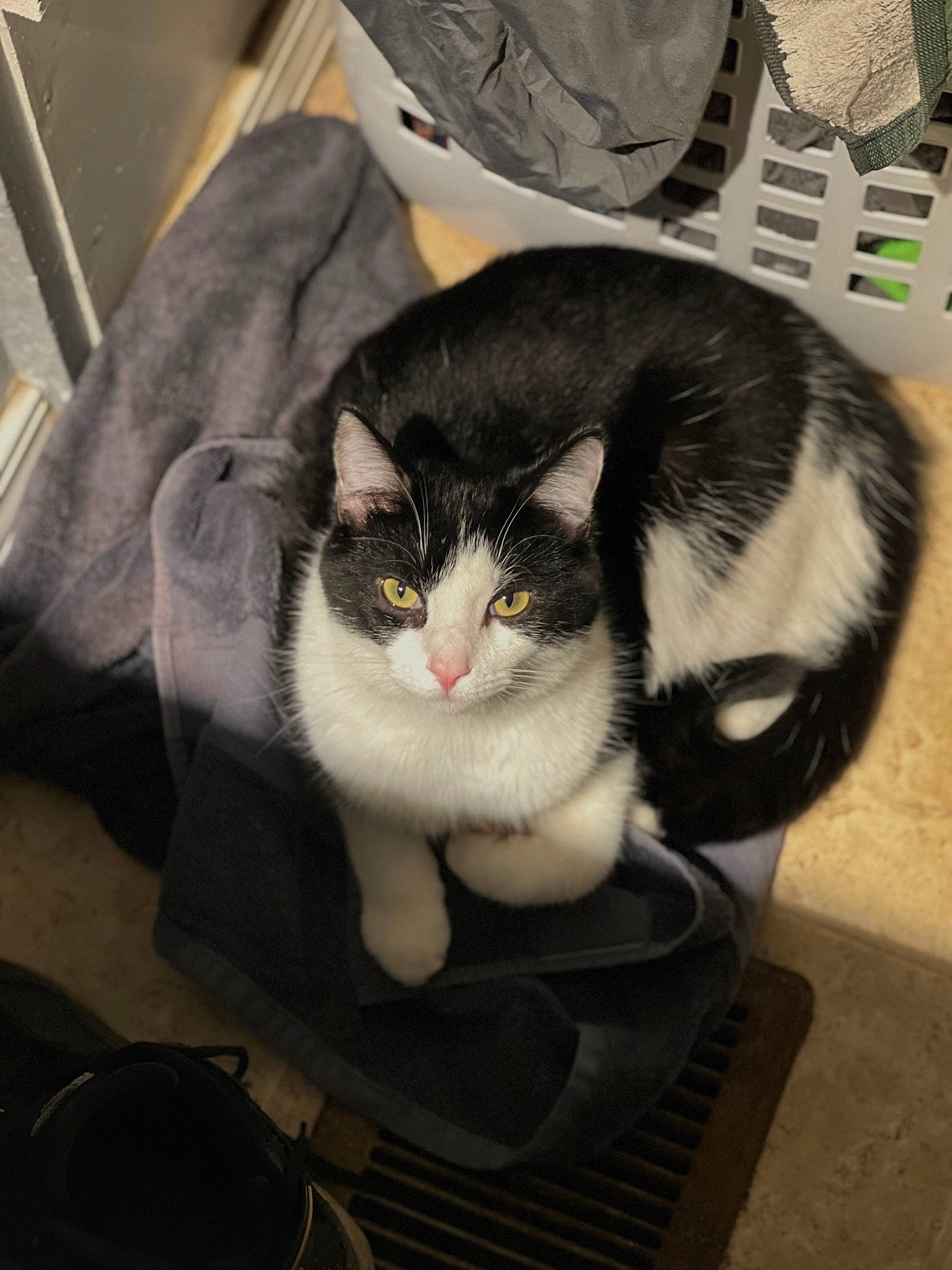 Hemi joined the competition — help win amazing prizes! bag, box, cardboard, carnivore, cat, comfort, domestic_short_haired_cat, felidae, formal_wear, fur, lap, packaging_and_labeling, small_to_medium_sized_cats, tail, whiskers