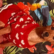 Oceane a rejoint le concours — aidez-le/la à gagner de superbes lots ! canidae, carnivore, companion_dog, dog, dog_breed, dog_clothes, dog_supply, dog_toy, fawn, fur, linens, liver, paw, snout, sporting_group, terrestrial_animal, toy, toy_dog, whiskers, working_animal