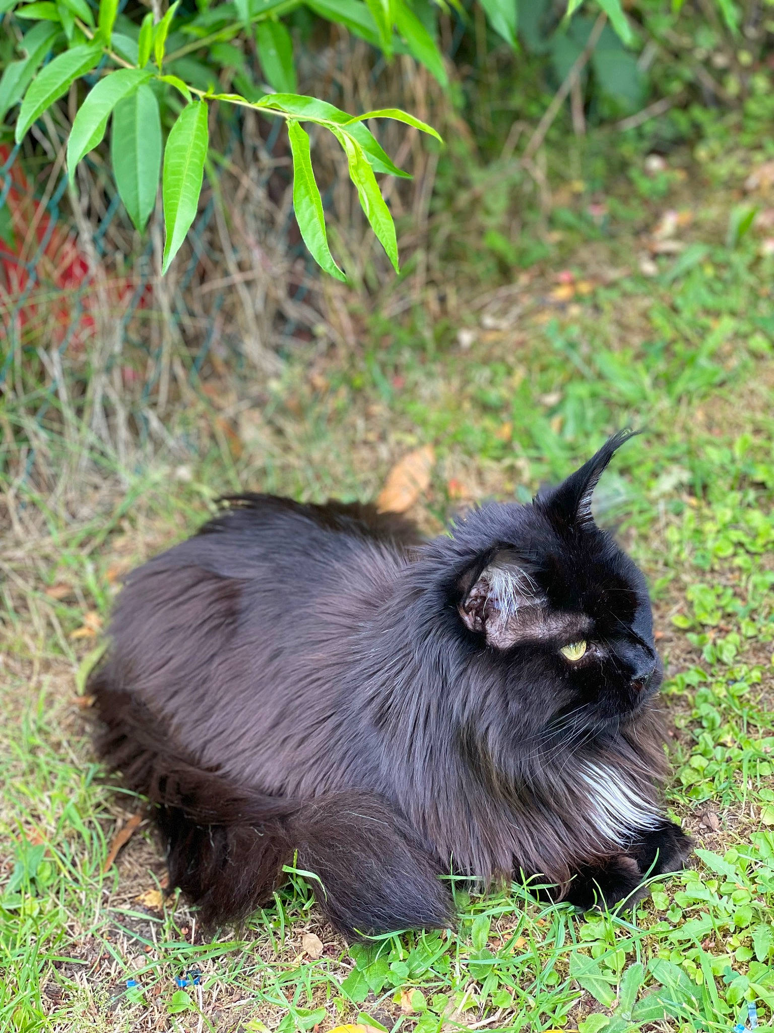 Ebene participe au concours pour gagner de l'argent avec cette photo : canidae, carnivore, dog_breed, fur, grass, liver, plant, small_to_medium_sized_cats, snout, sporting_group, terrestrial_animal, terrestrial_plant, whiskers, wildlife