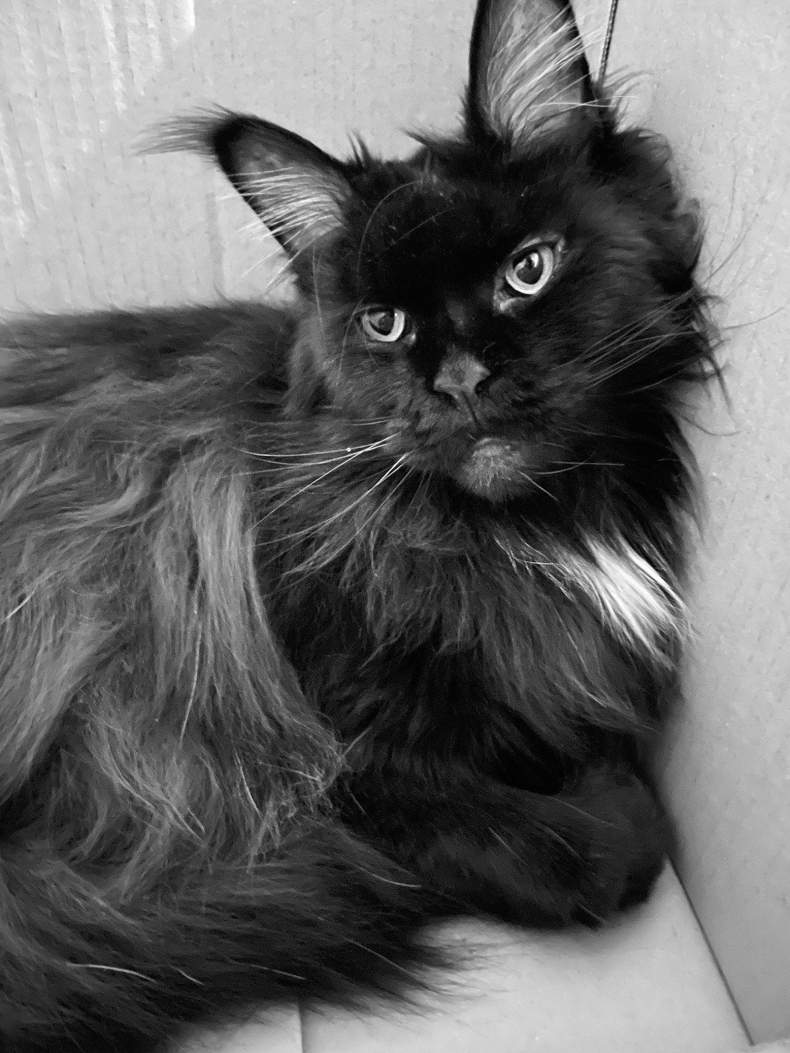 Ebene participe au concours pour gagner de l'argent avec cette photo : black_cat, carnivore, cat, comfort, felidae, fur, iris, monochrome, monochrome_photography, small_to_medium_sized_cats, snout, whiskers