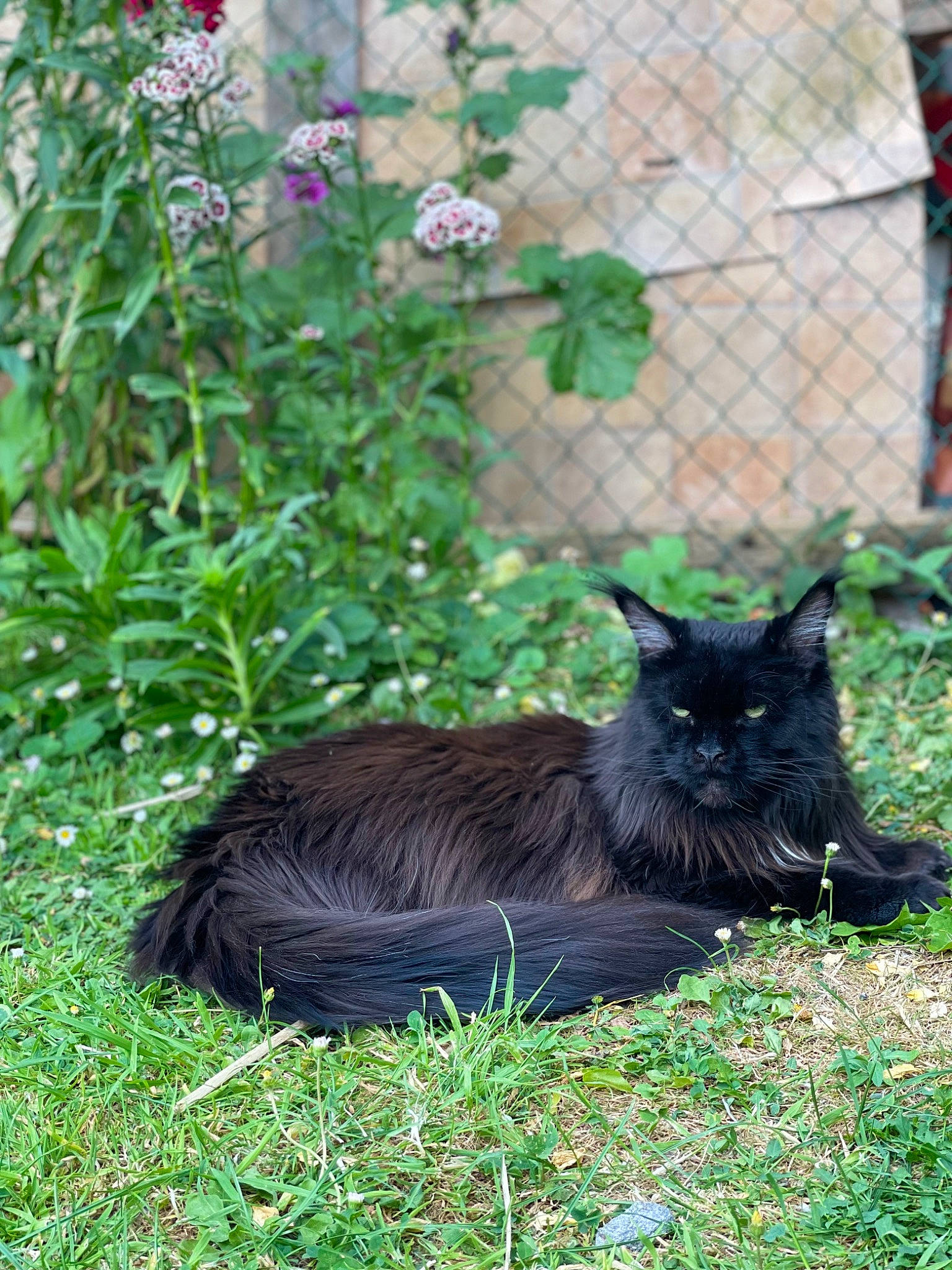 Ebene a rejoint le concours — aidez-le/la à gagner de superbes lots ! black_cat, bombay, canidae, carnivore, cat, dog_breed, domestic_short_haired_cat, felidae, fence, flower, fur, garden, grass, groundcover, plant, small_to_medium_sized_cats, snout, tail, terrestrial_animal, whiskers