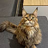 cat, longhaired_cat, fluffy, furry, pet, animal, portrait, sitting, sofa, couch, living_room, coffee_table, remote_control, whiskers, ears, green_eyes, brown_fur, indoors, home, photography