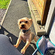 Oki a rejoint le concours — aidez-le/la à gagner de superbes lots ! dog, small_dog, pet, yorkshire_terrier, outdoor, sidewalk, concrete, wooden_fence, collar, standing, front_paws, sunlight, shadow, grass, stones, chair, bag, closeup, curious, portrait