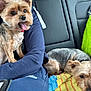 dog, yorkshire_terrier, pet, backseat, car_interior, towel, blanket, green_bag, tablet, blue_hoodie, owner_arm, collar, tongue_out, sitting, lying_down, close_up, seat, upholstery, travel, resting