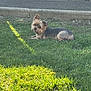dog, yorkshire_terrier, small_dog, grass, lawn, outdoor, pet, canine, portrait, sunlight, shadow, curb, concrete, steps, resting, cute, looking_at_camera, ears_up, fur, backyard