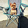 dog, small_dog, yorkshire_terrier, pet, chair, folding_chair, outdoor, sunlight, shadow, concrete_wall, pavement, collar, red_collar, ears, tongue, brown_fur, cute, portrait, sitting, daylight