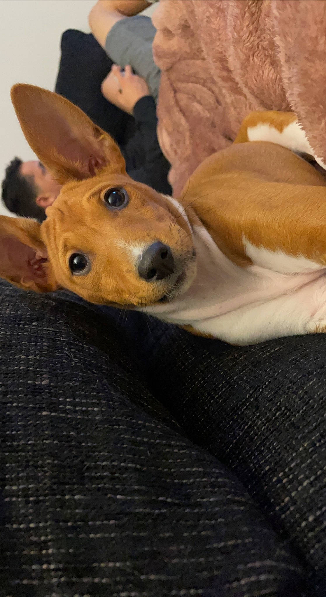 Boots joined the competition — help win amazing prizes! canidae, carnivore, comfort, companion_dog, dog, dog_breed, ear, fawn, flooring, fur, guard_dog, liver, snout, sporting_group, terrestrial_animal, toy_dog, whiskers, wildlife, wood, working_animal