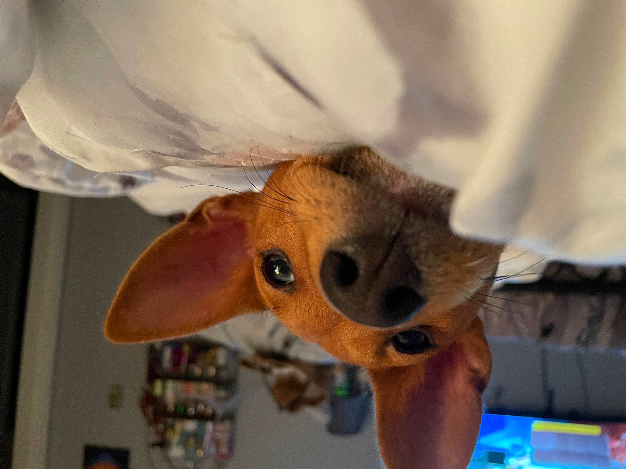 Boots is registered to the contest to win money with this photo: art, arthropod, fawn, fur, insect, membrane_winged_insect, moths_and_butterflies, plush, pollinator, snout, stuffed_toy, toy, tree, whiskers, wildlife, window, wing, wood