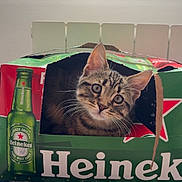 Nuggets participe au concours pour gagner de l'argent avec cette photo : cat, tabby_cat, box, cardboard, beer_box, heineken, curious, pet, indoor, window, light, feline, animal, cute, face, whiskers, ears, sitting, cardboard_cutout, home